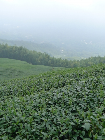 茶控(茶葉專用生物性營養液)