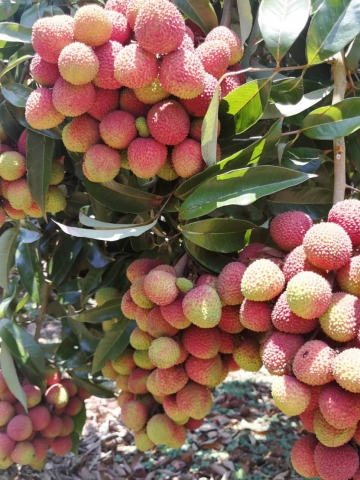 倍果(生物性營養液)