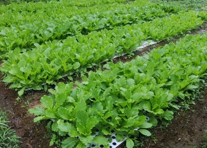 友善修根穴盤定植蔬菜栽培模式